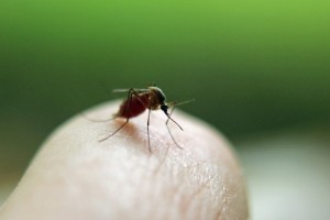 蚊に刺されやすいのは遺伝子が原因！？