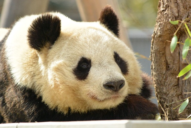 ジャイアントパンダの消化器系は肉食向き 実は竹は好きじゃない なるほど ブログ