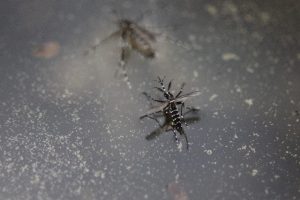 ジカ熱を媒介するヒトスジシマカ（蚊）